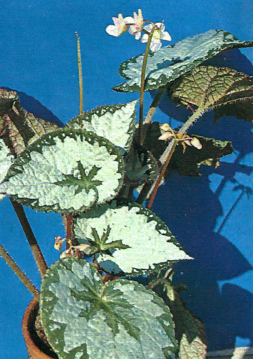 B. ‘Rubend’